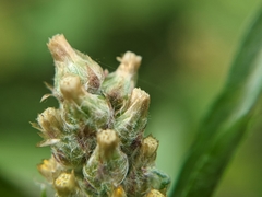 Gamochaeta calviceps