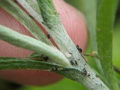 Gamochaeta calviceps