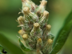 Gamochaeta calviceps