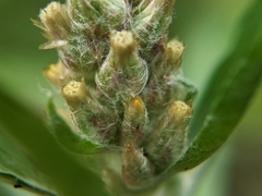 Gamochaeta calviceps