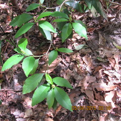 Ditrysinia fruticosa