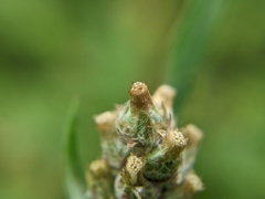 Gamochaeta calviceps