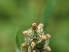 Gamochaeta calviceps