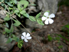 Petrocoptis glaucifolia