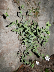 Petrocoptis glaucifolia