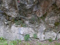 Petrocoptis glaucifolia