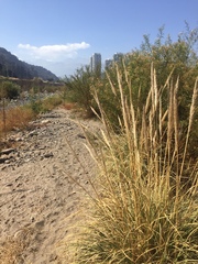 Cortaderia rudiuscula