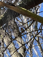 Erithacus rubecula