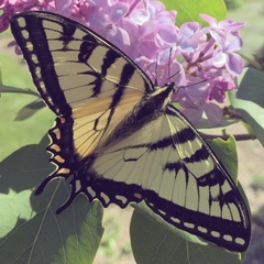 Papilio canadensis