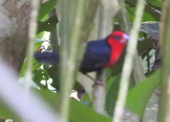 Spermophaga poliogenys