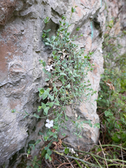 Petrocoptis glaucifolia