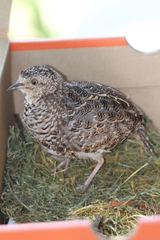 Turnix hottentottus