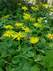 Doronicum caucasicum