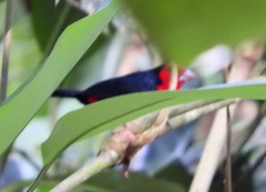 Spermophaga poliogenys