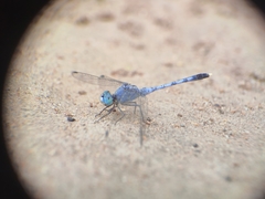 Diplacodes trivialis