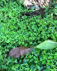 Callitriche muelleri