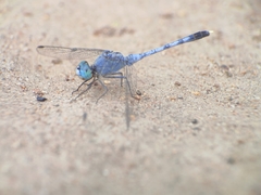 Diplacodes trivialis