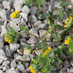 Lotus ornithopodioides