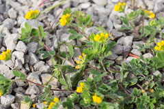 Lotus ornithopodioides