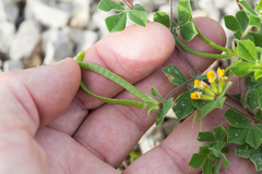 Lotus ornithopodioides