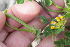 Lotus ornithopodioides