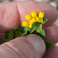 Lotus ornithopodioides