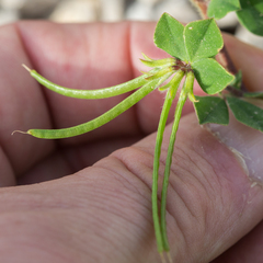 Lotus ornithopodioides