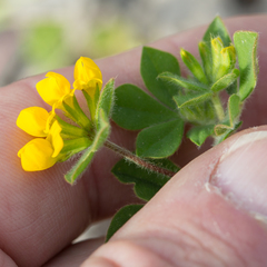 Lotus ornithopodioides