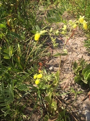 Calceolaria petioalaris