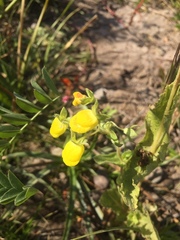 Calceolaria petioalaris