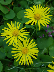 Doronicum caucasicum