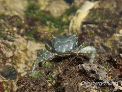 Metopograpsus thukuhar
