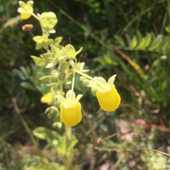 Calceolaria petioalaris