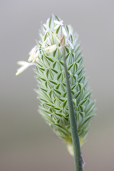 Phalaris canariensis