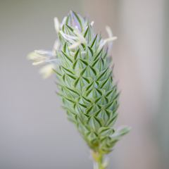 Phalaris canariensis