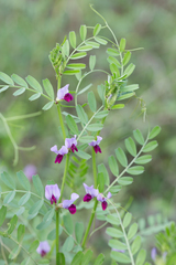Vicia sativa