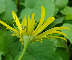 Doronicum caucasicum