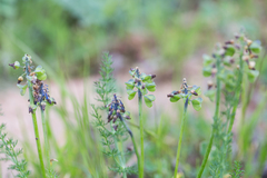 Muscari neglectum
