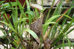 Nepenthes burbidgeae