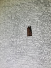 Tachystola acroxantha