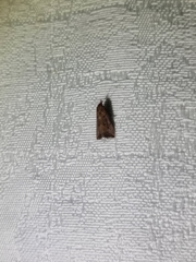 Tachystola acroxantha