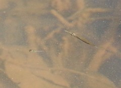 Dermogenys collettei