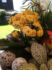 Kalanchoe blossfeldiana