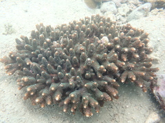 Acropora tumida
