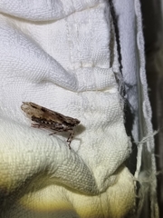 Mimaglossa nauplialis