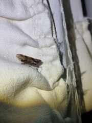 Mimaglossa nauplialis