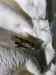 Mimaglossa nauplialis