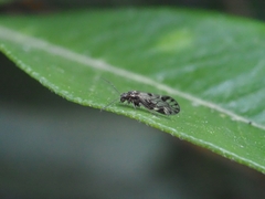 Philotarsidae