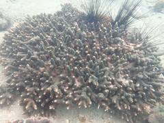 Acropora tumida