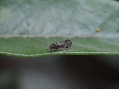 Philotarsidae